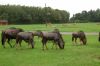 Safaripark-Serengeti-Park-Hodenhagen-100827-DSC_0097.JPG