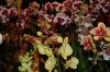 Dresden-Orchideen-Ausstellung-120331-DSC_0026.JPG