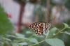 Schmetterlingspark-Friedrichsruh-120410-DSC_0028.JPG