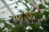 Schmetterlingspark-Friedrichsruh-120410-DSC_0089.JPG
