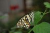 Schmetterlingspark-Friedrichsruh-120410-DSC_0190.JPG