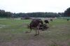 Safaripark-Serengeti-Park-Hodenhagen-100827-DSC_0152.JPG